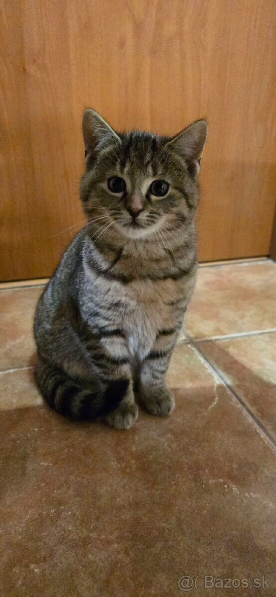 Darujeme mačiatka - 2