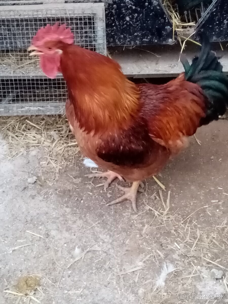 Predám nasadove vajcia kalimero - 2