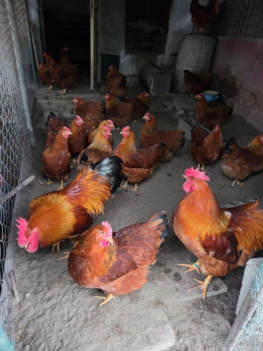 Predam nasadove vajička plemena Hempšir - 2