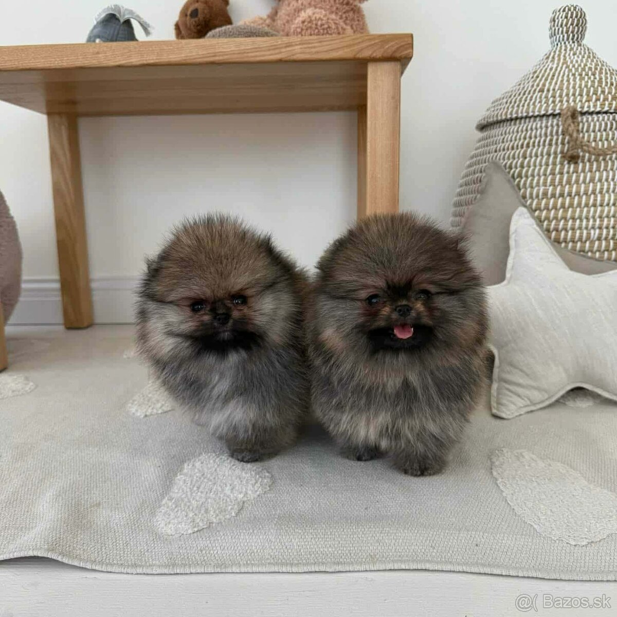Pomeranian mini - 2