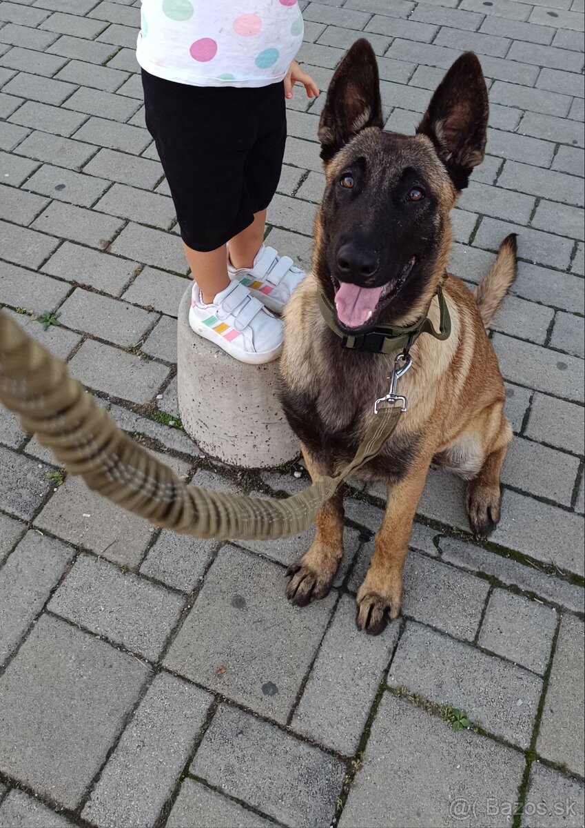 Belgický ovčiak fenka - 2