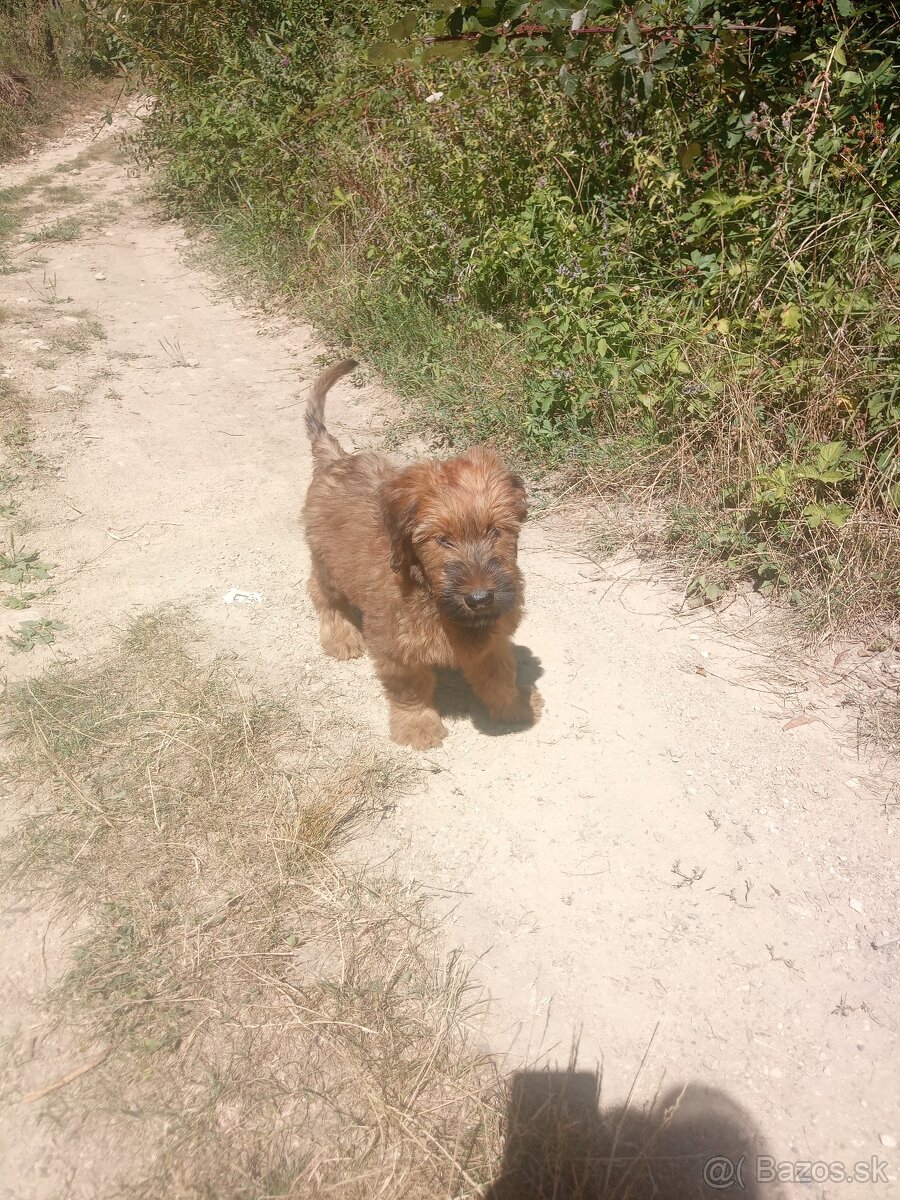 Briard plavé fenky s PP - 2