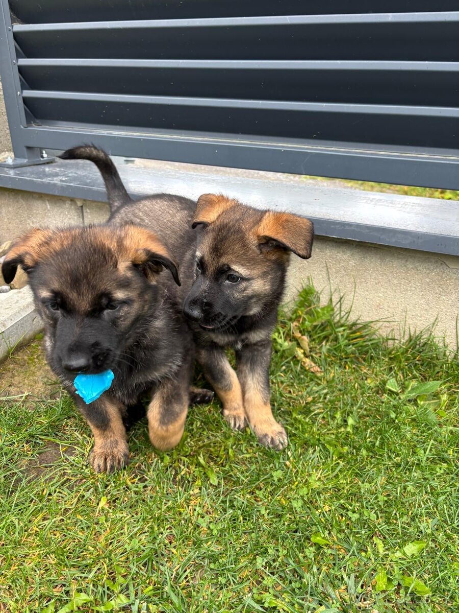 Nemecký ovčiak - 2