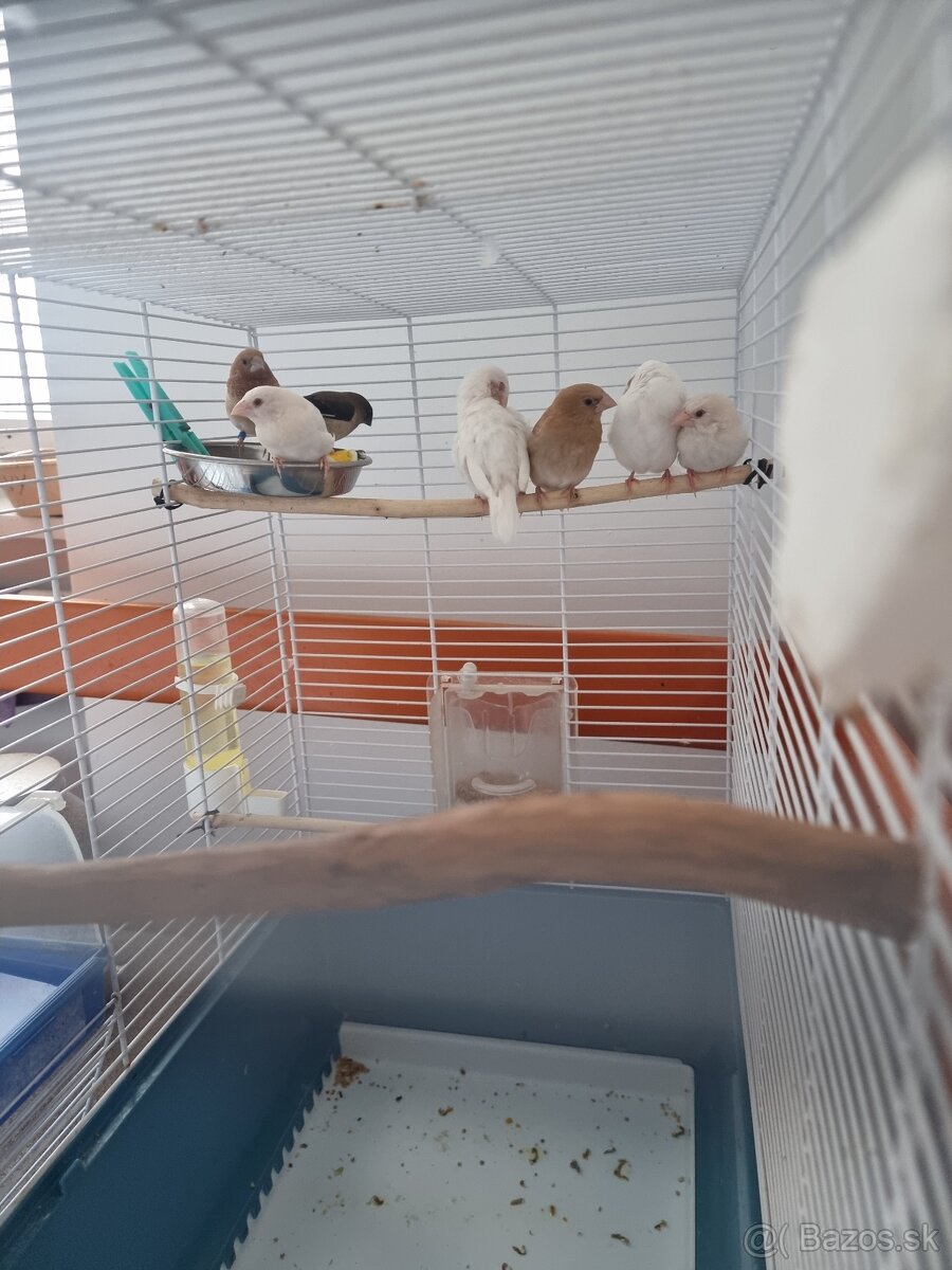 PESTÚNKY JAPONSKÉ - 2