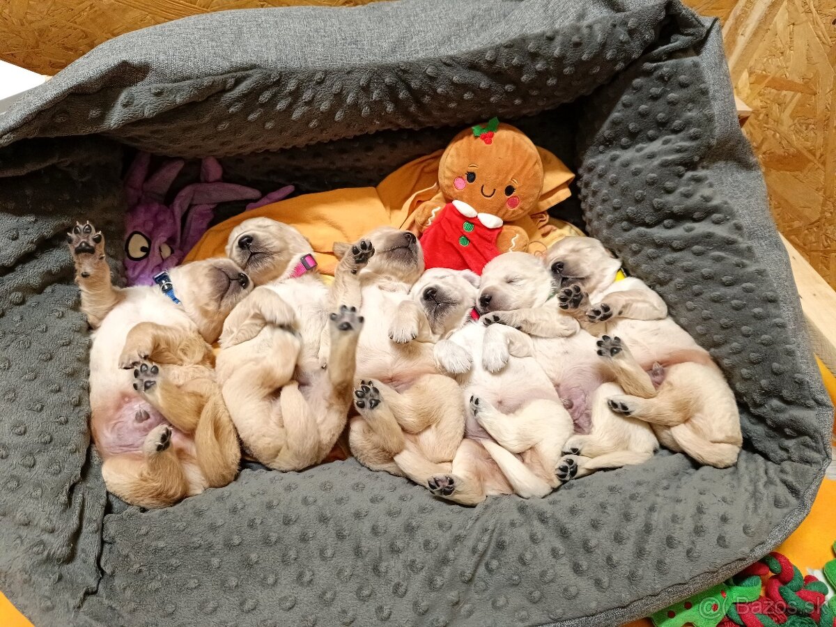 Zlatý retriever s PP - 2