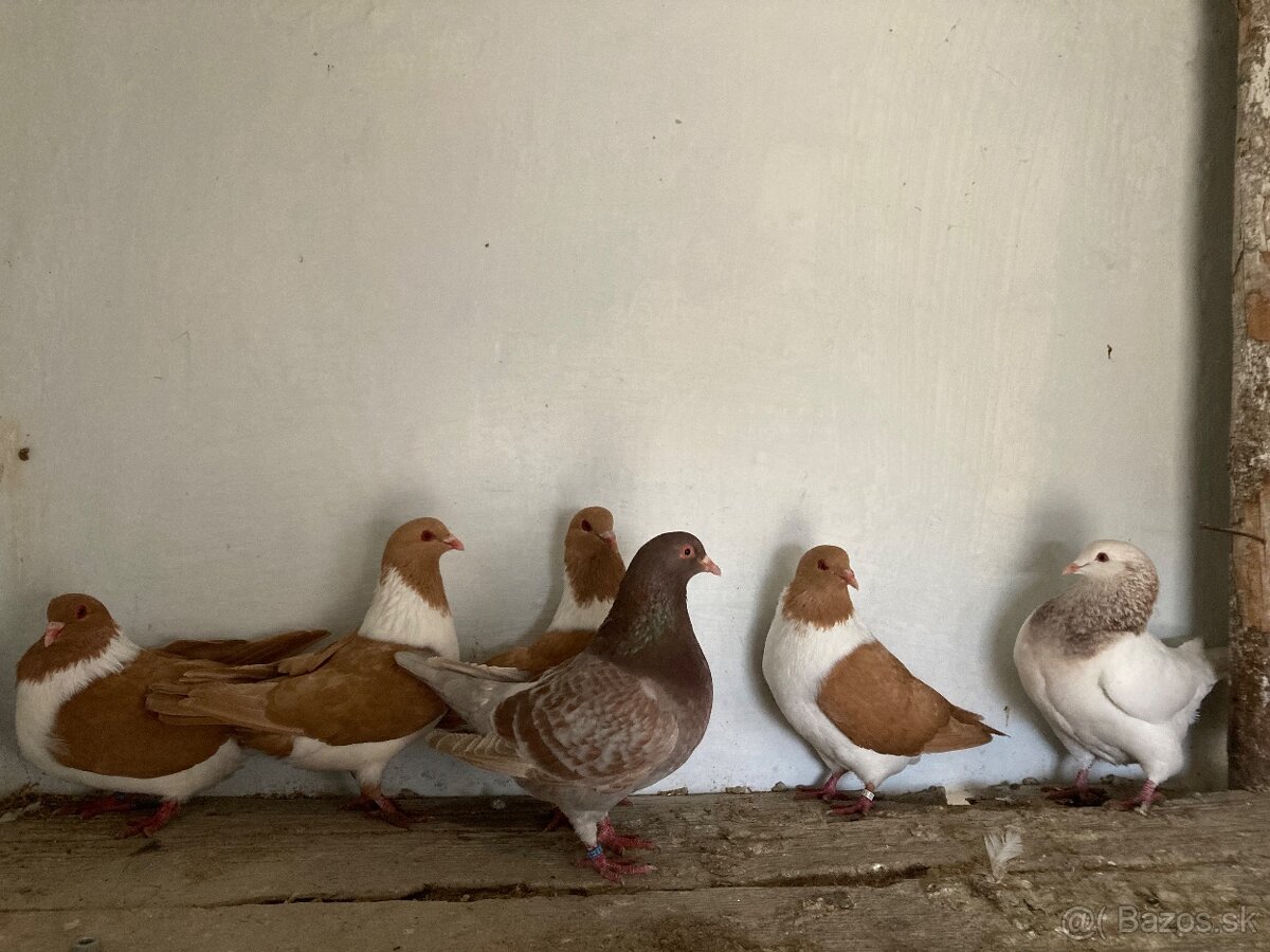Holuby - 2