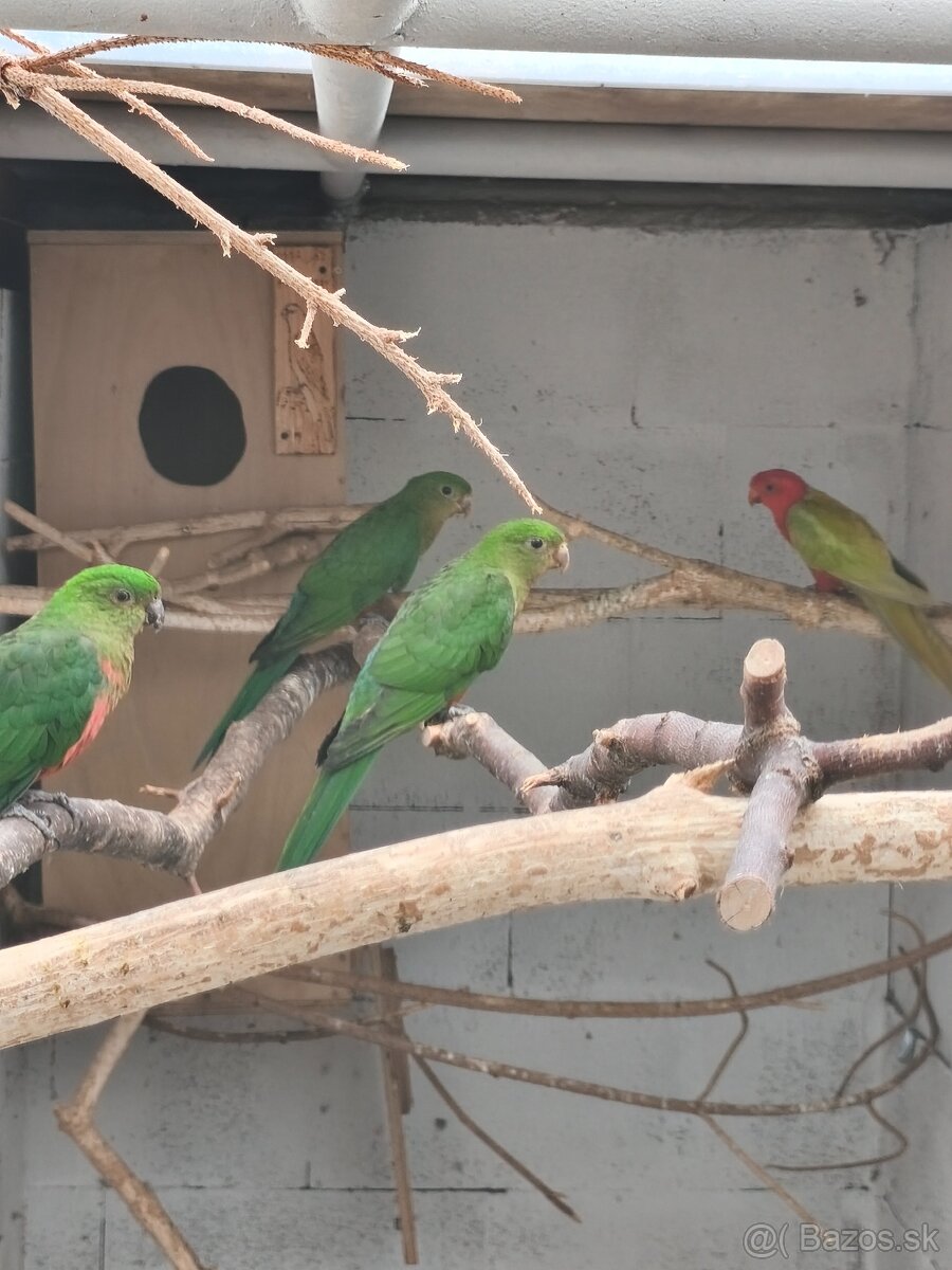 Papagáj kráľovský štep. žltá - 2