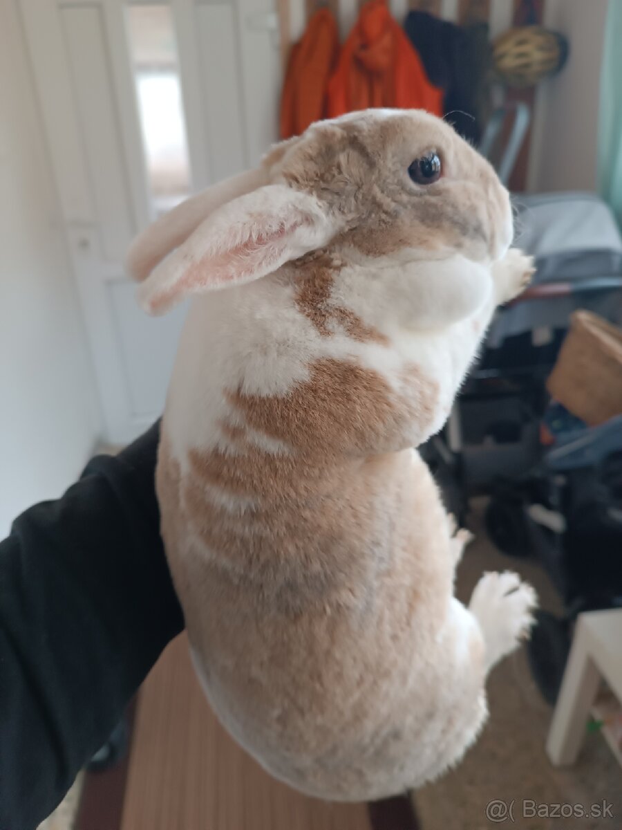 Zakrslý králik - 2