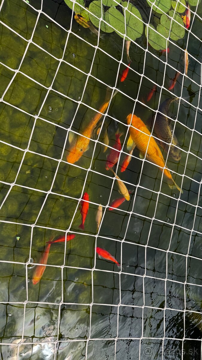 Koi kapre - 2