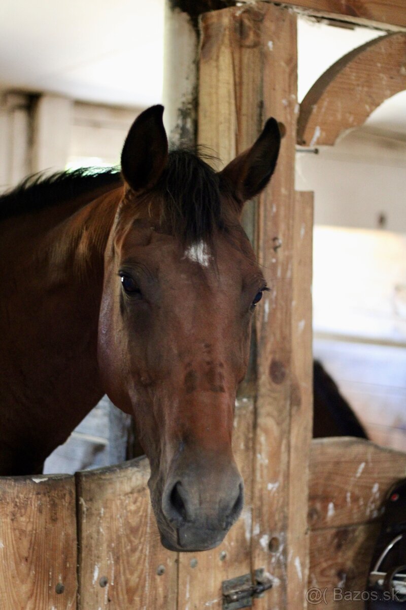 Všestranná kobyla - 2