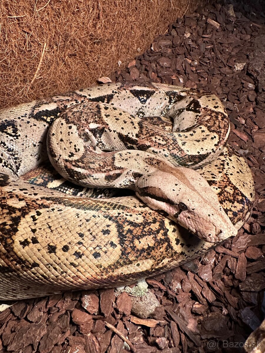 Velhad kralovský - 2