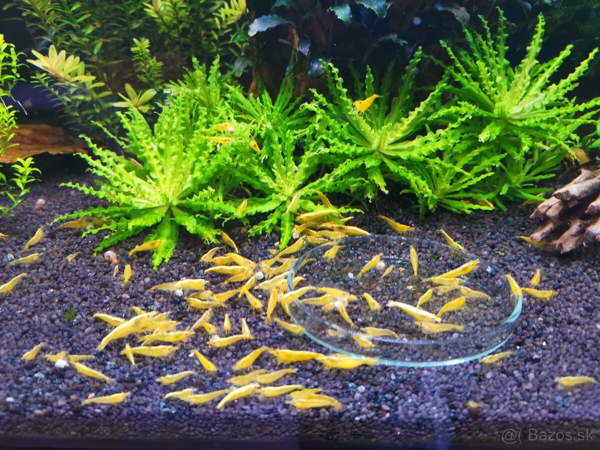 Predám krevetky Neocaridina - 2