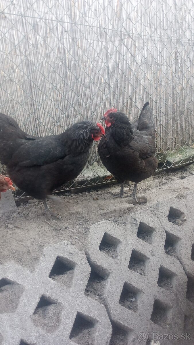 Predám australorpky - 2