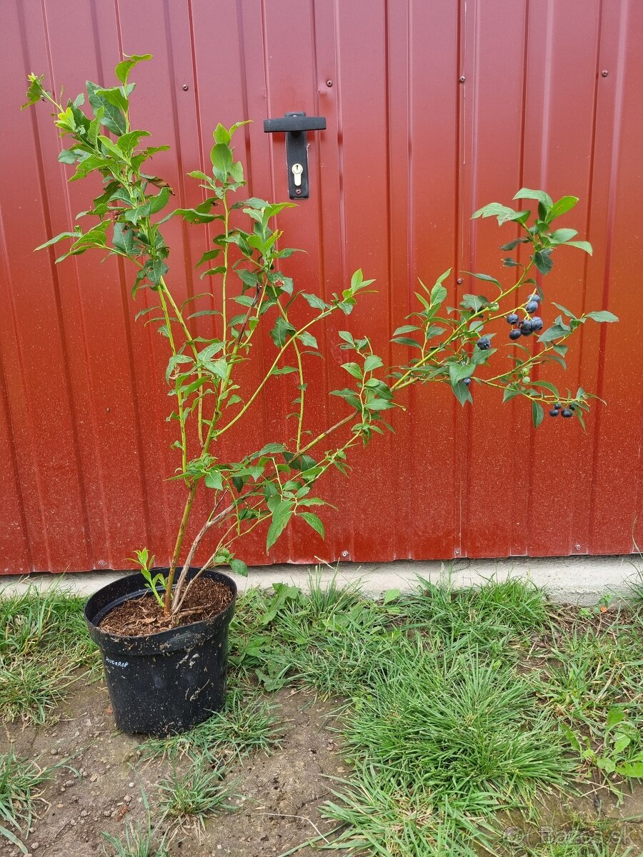 Čučoriedky kanadské sadenice - 2