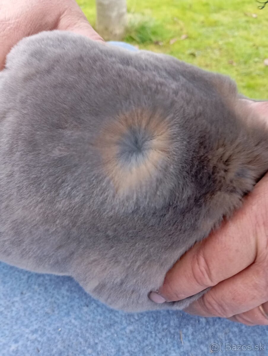 Predam kraliky Rex Ss - 2