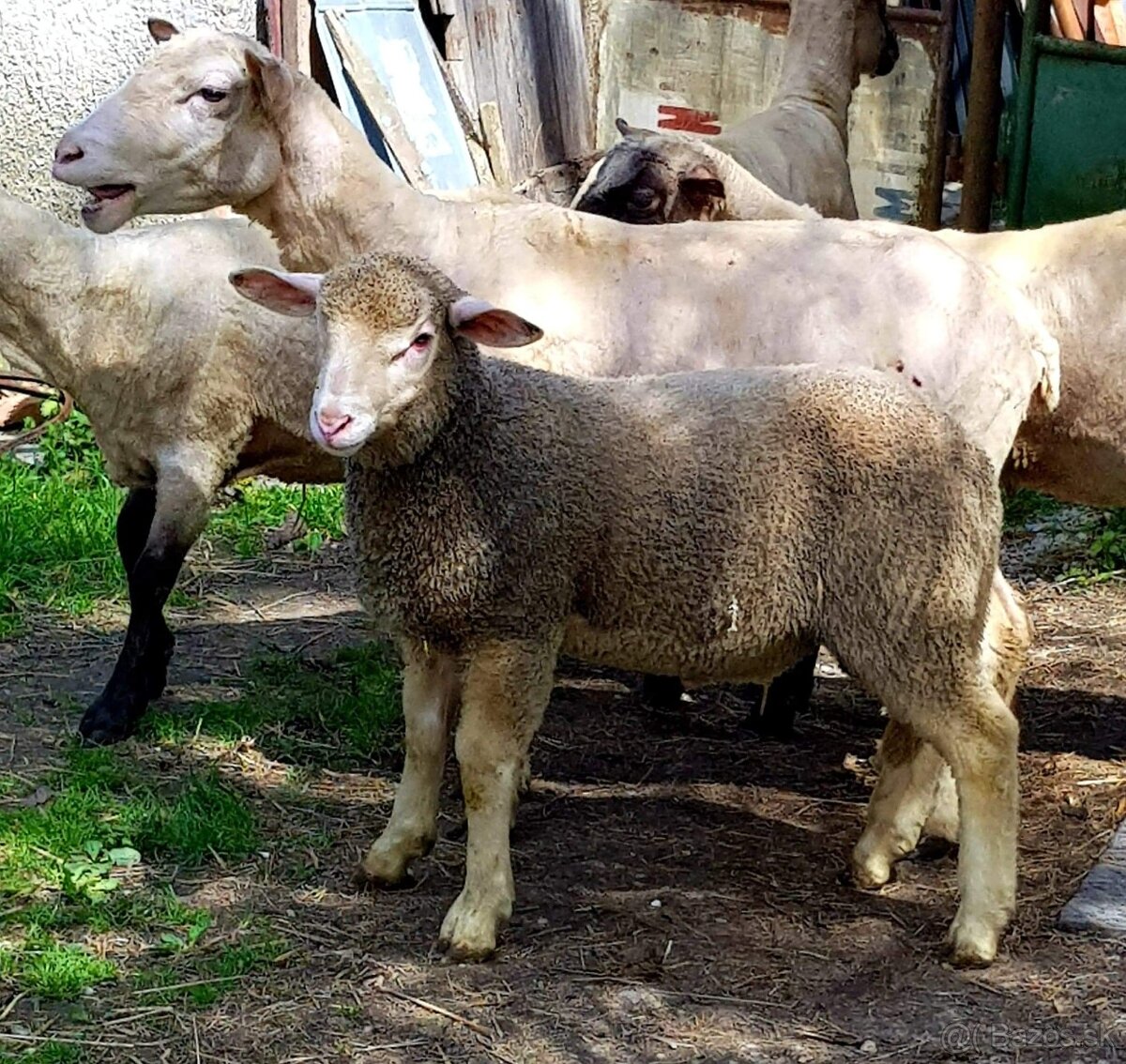 Baran na plemenitbu - 2