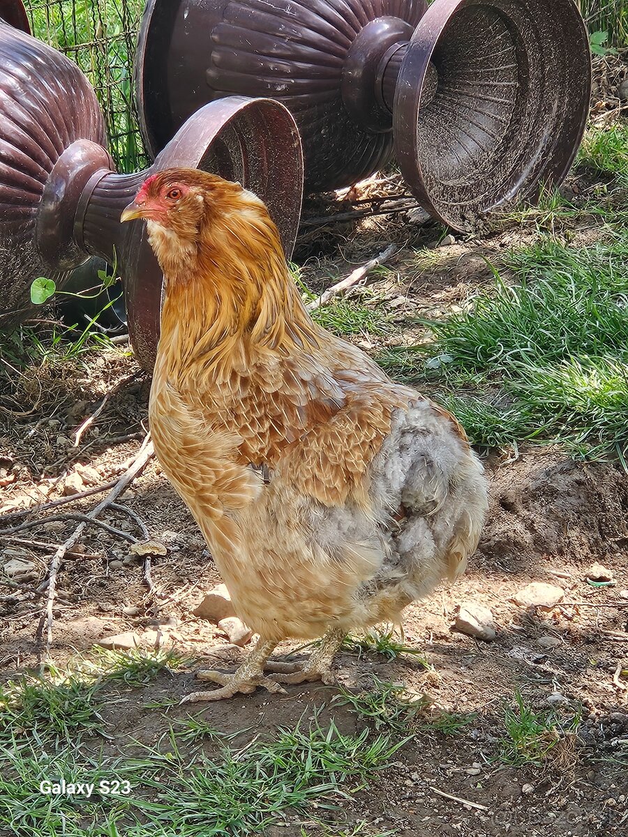 Predám nasadové vajíčka araucana - 2