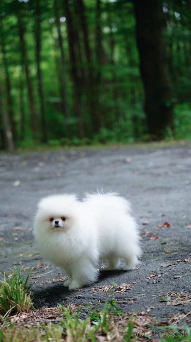 Pomeranian – chlapček - 2