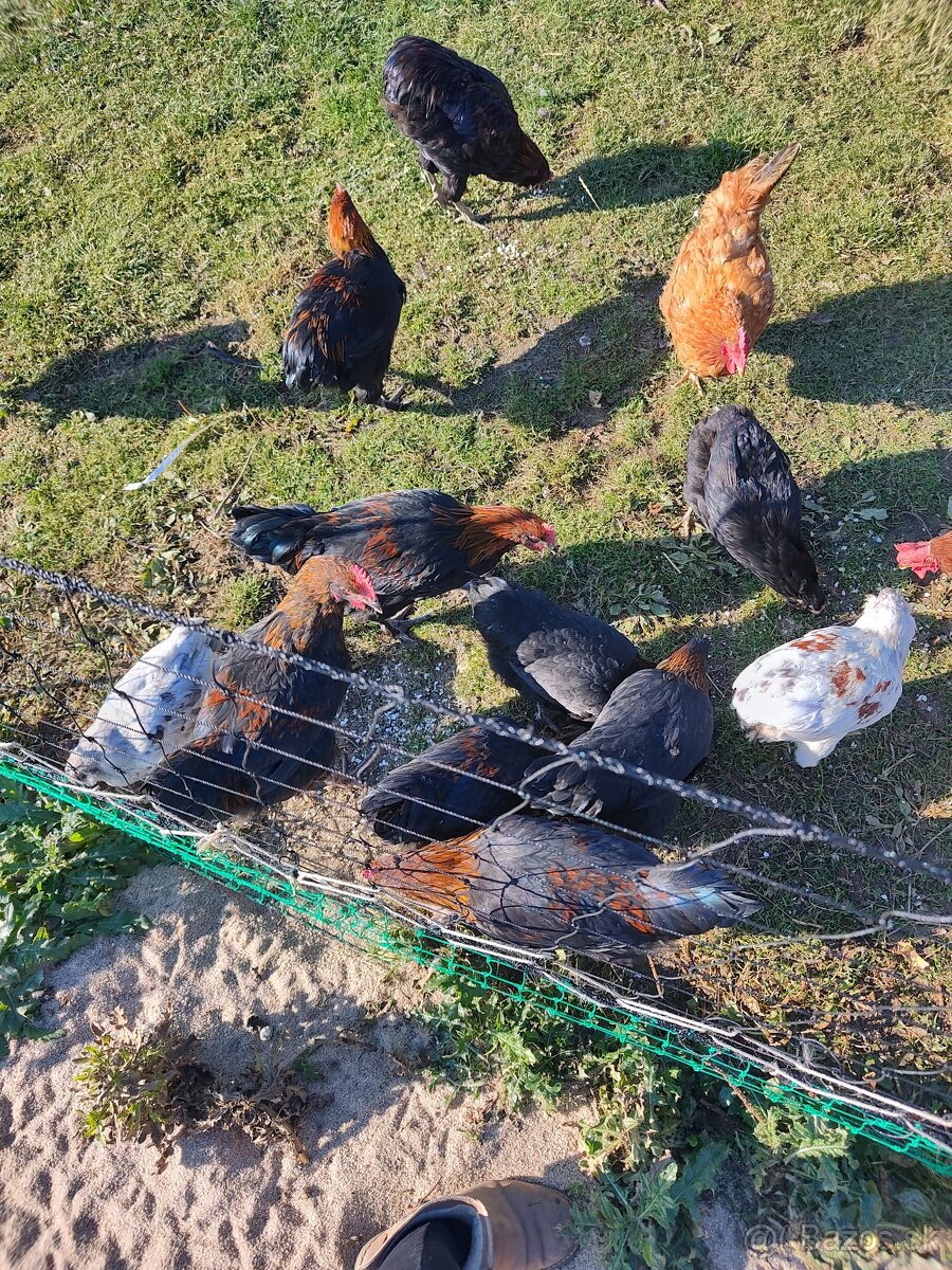 Marans Medenokrka kohút 17 tyzdnovy - 2