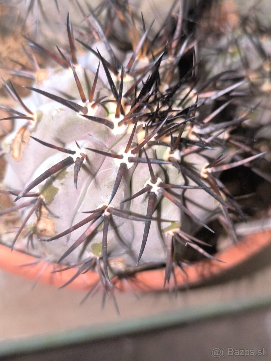 Kaktusy - 2