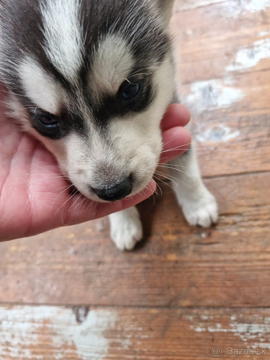 Šteniatka sibirsky husky - 2