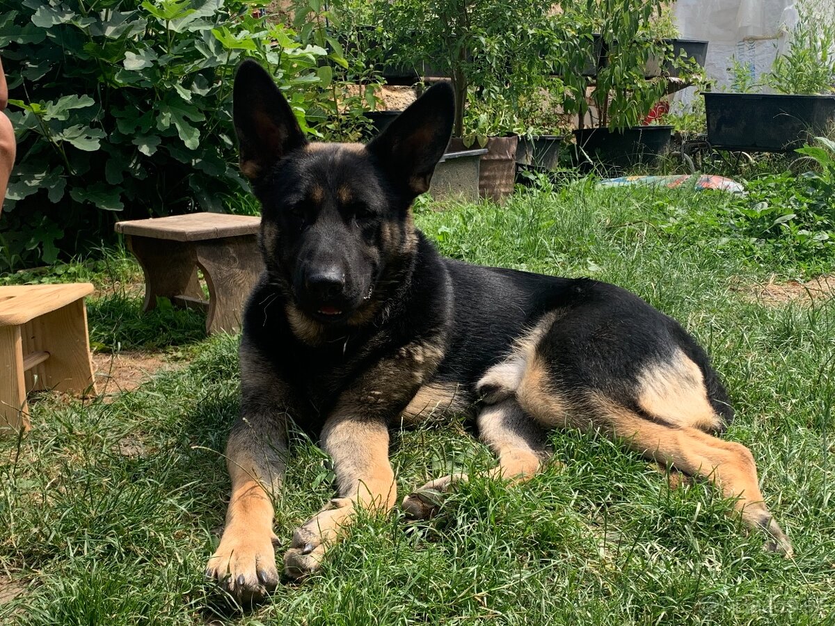 Nemecký ovčiak - 2