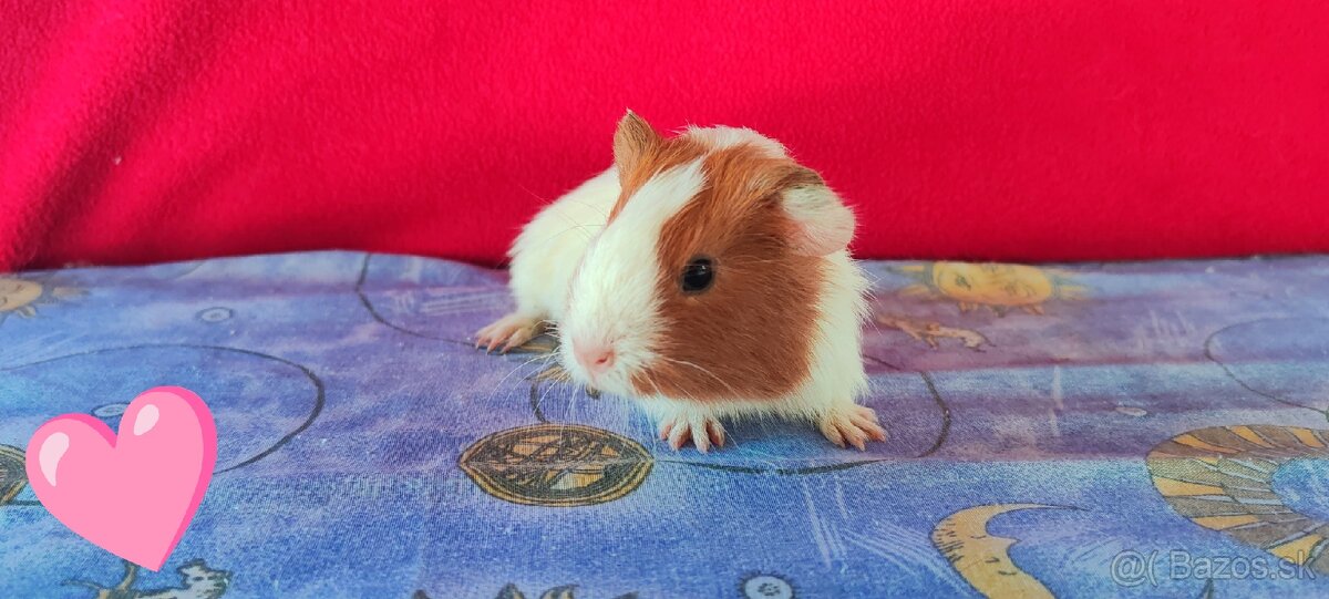 Morské prasiatka, morčatá 🐹 - 2