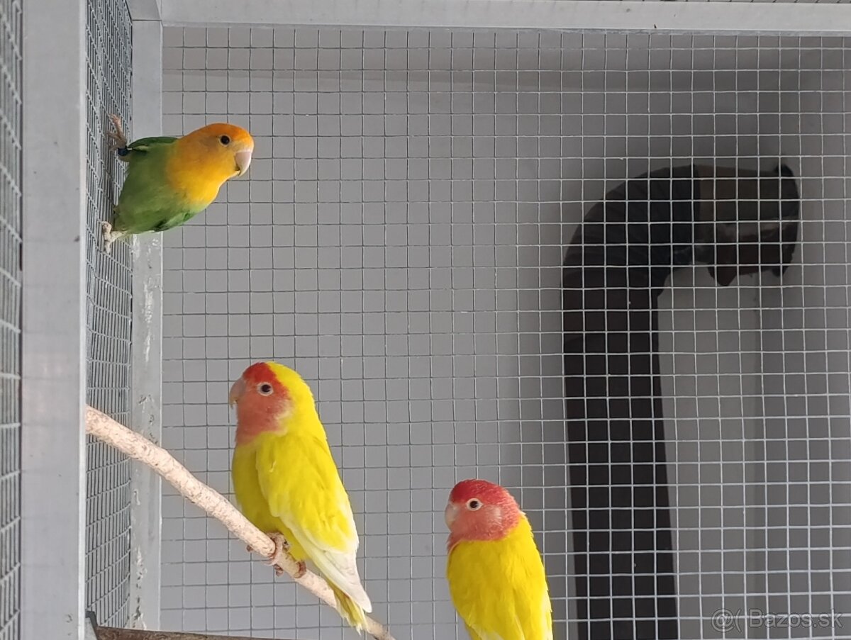 Agapornis ružovohrdlý. - 2