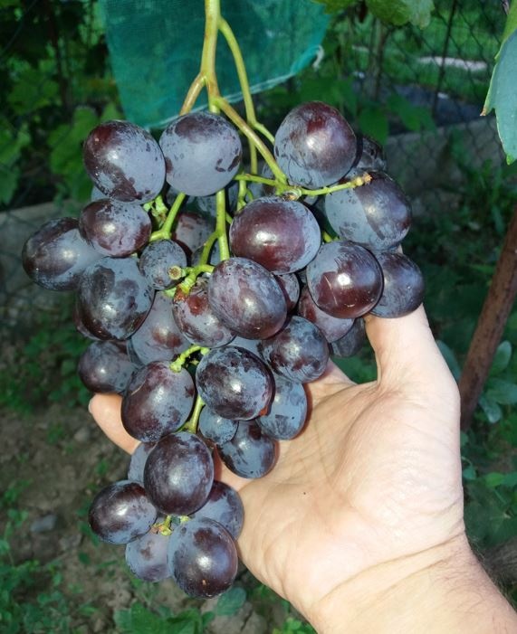 Predam sadenice vinica - 2