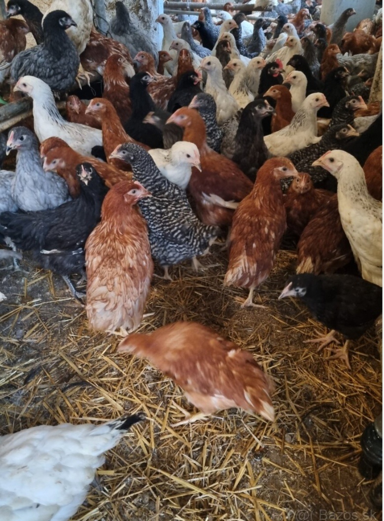 17tyždnove mladky nosnice - 2