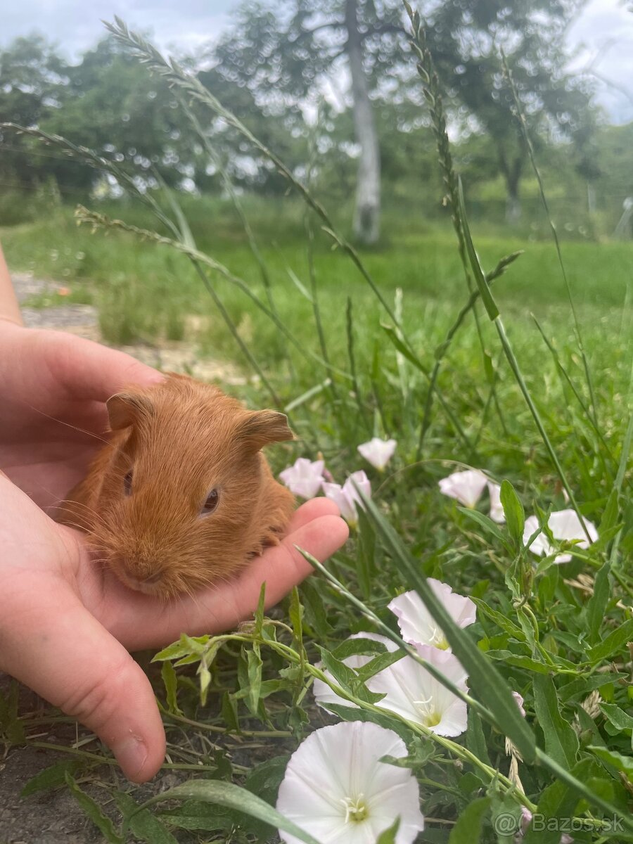 Predám morské prasiatka 🐹 - 2