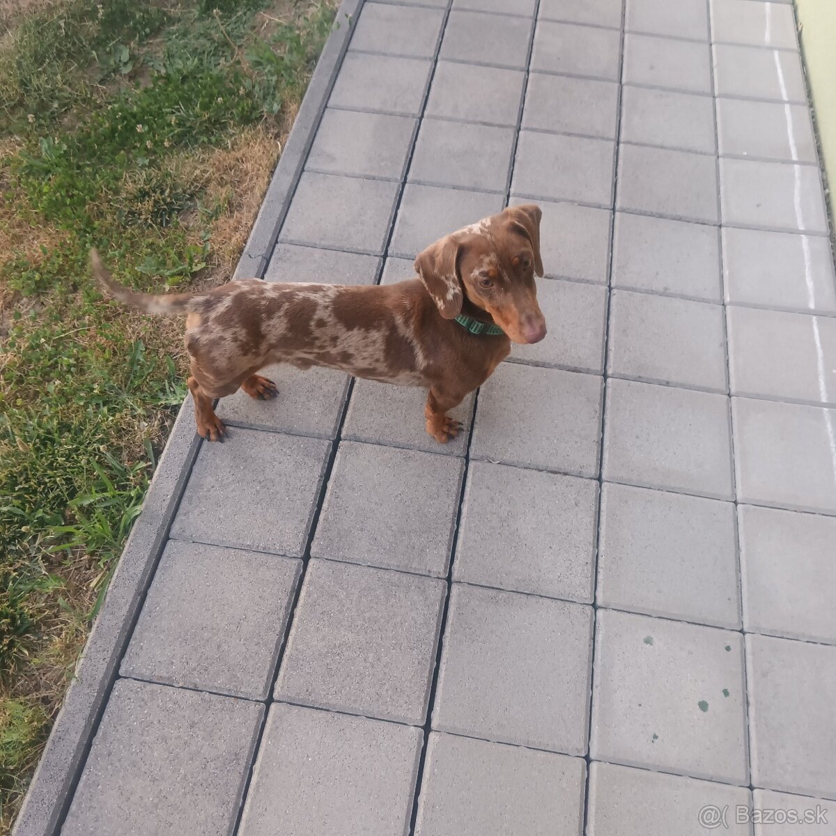 Jazvečík- merle - 2