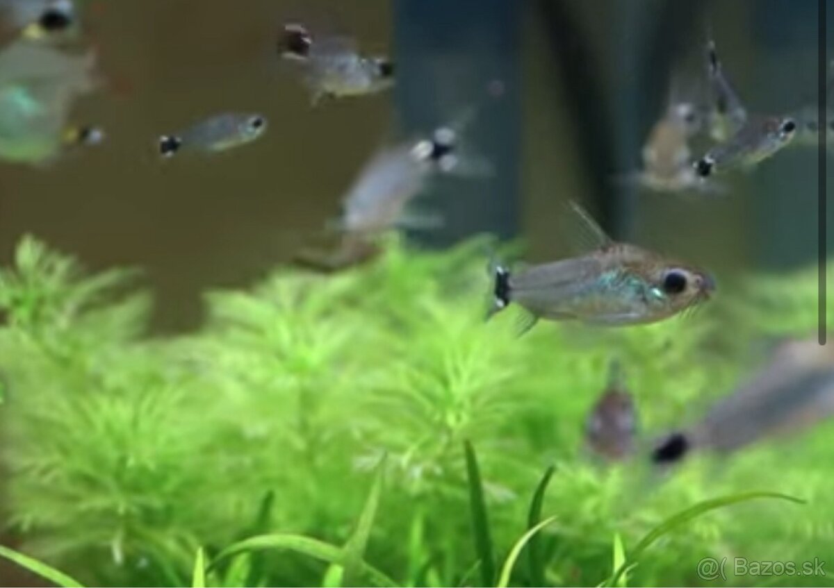 Predam Panciernicek trpazlici - Corydoras Hastaus - 2