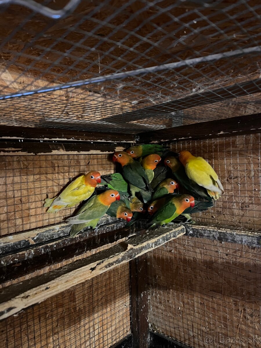 Agapornisy fisher - 2