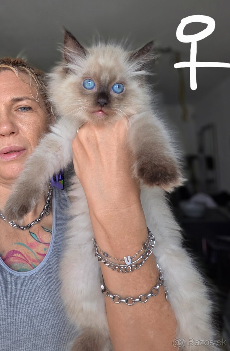 Mačiatka Ragdoll - 2