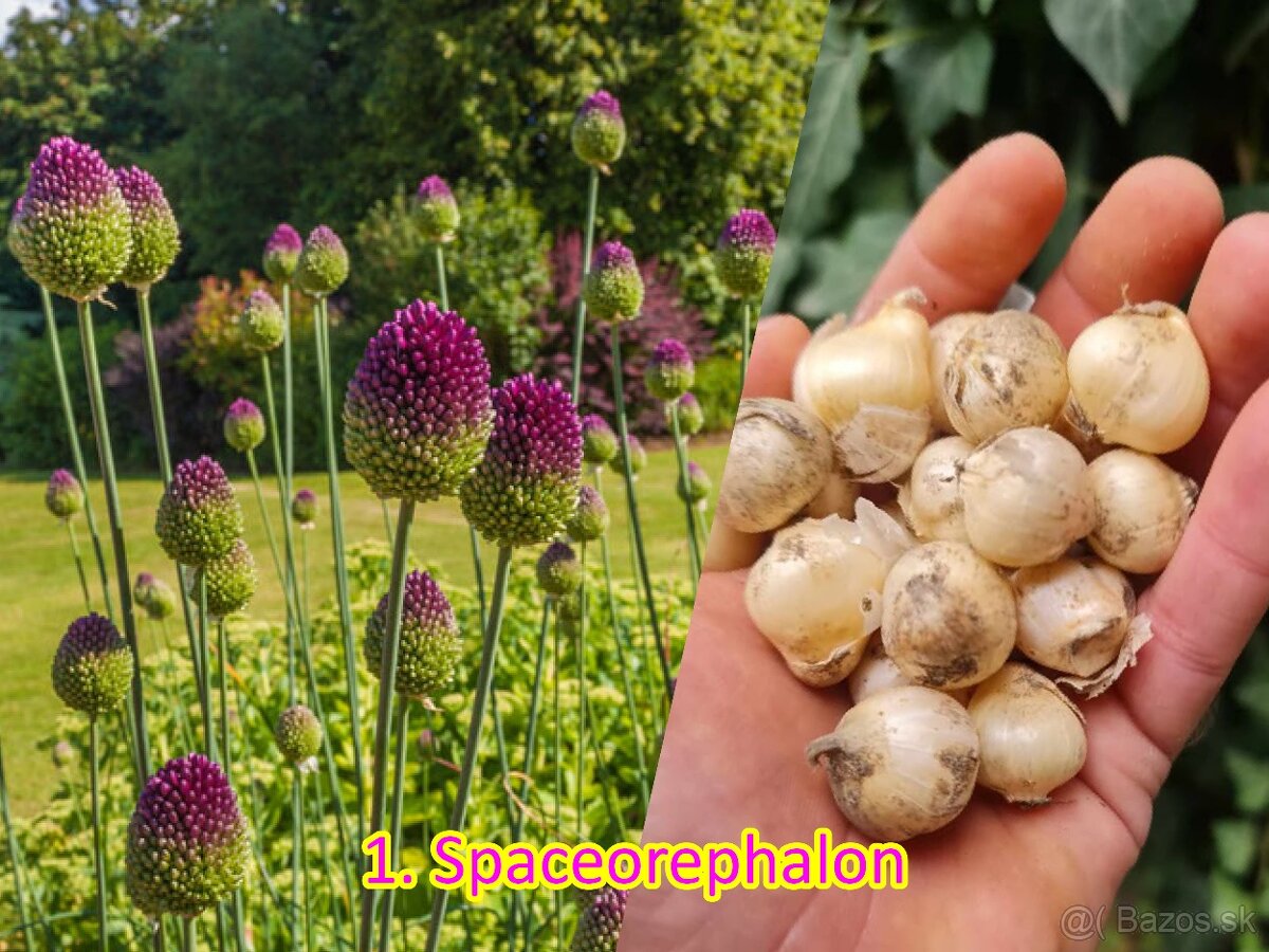 Okrasný cesnak 13 druhov od 0.15€ - 2