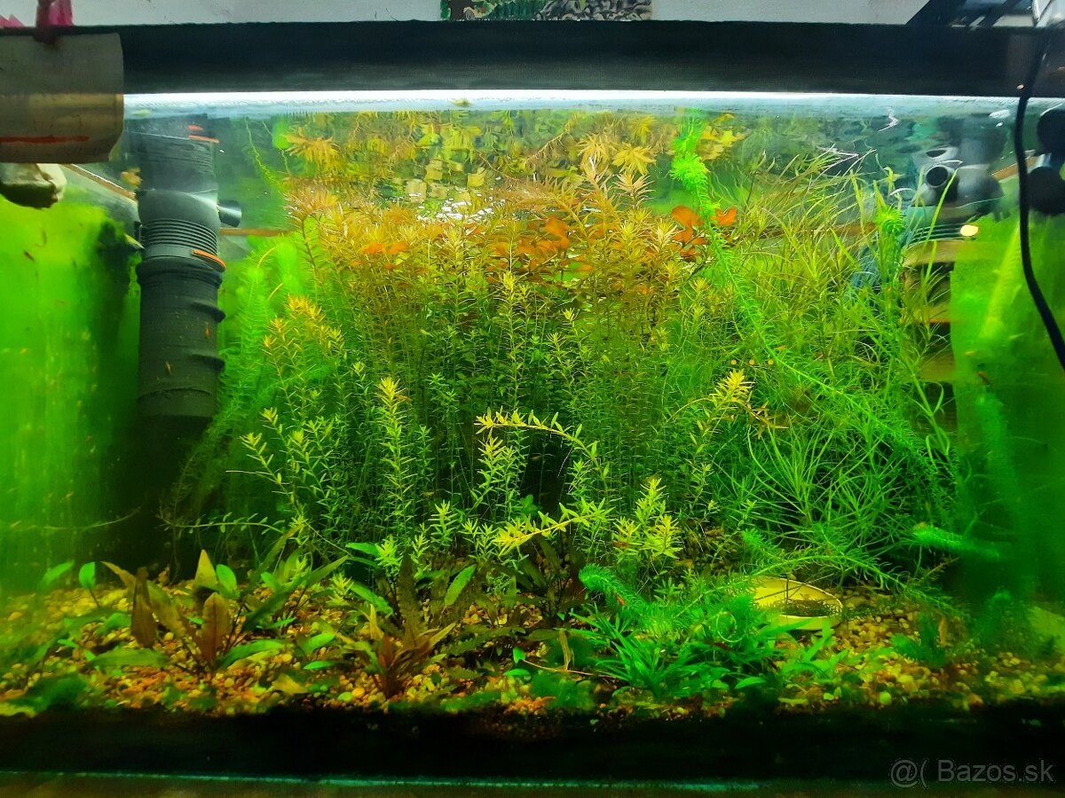 Akvarijne rastliny 5druhov - 2