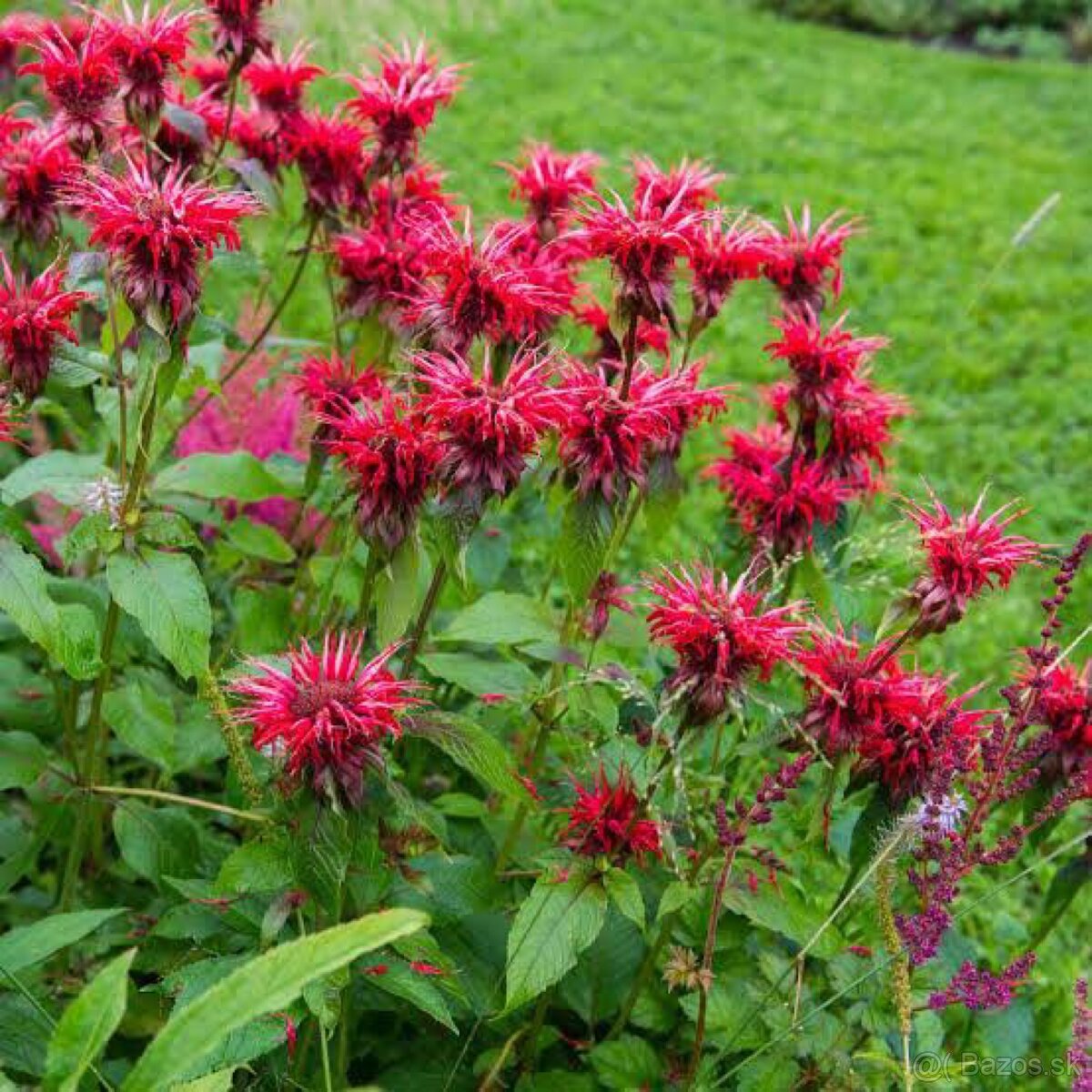 Monarda scarlet - 2