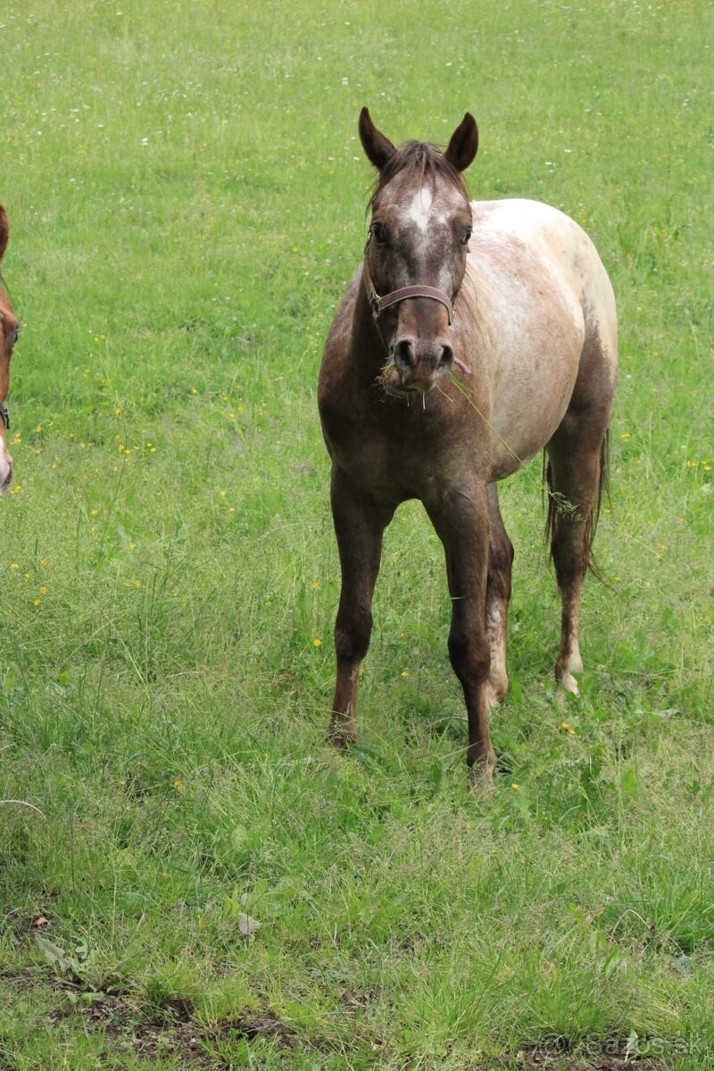 Appaloosa valach 2023 - 2