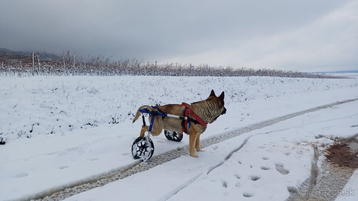 Invalidný vozík pre psíka WalkinPets - 2