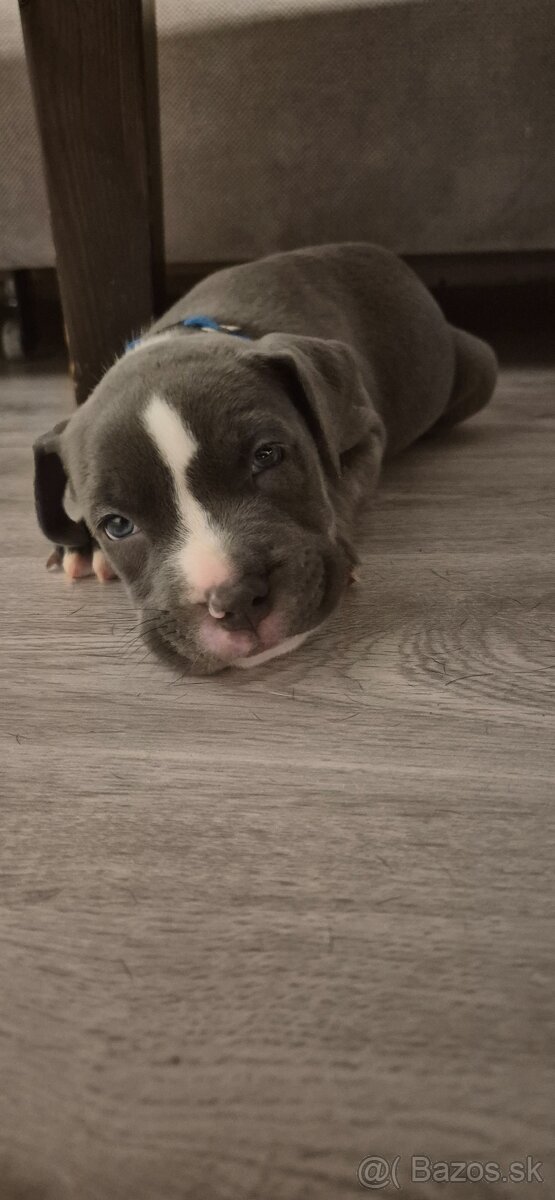 Americký Staford modrý - 2