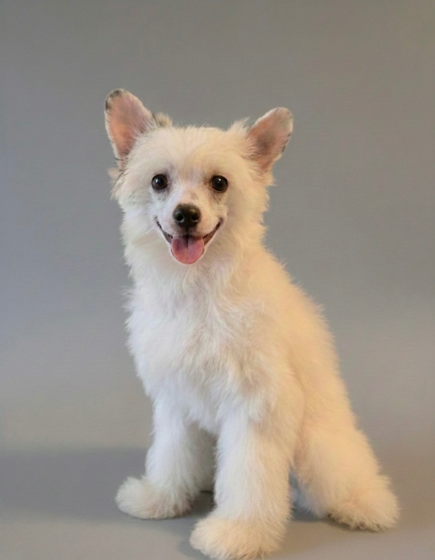 Čínsky chocholatý pes (Labutienka) s PP - 2