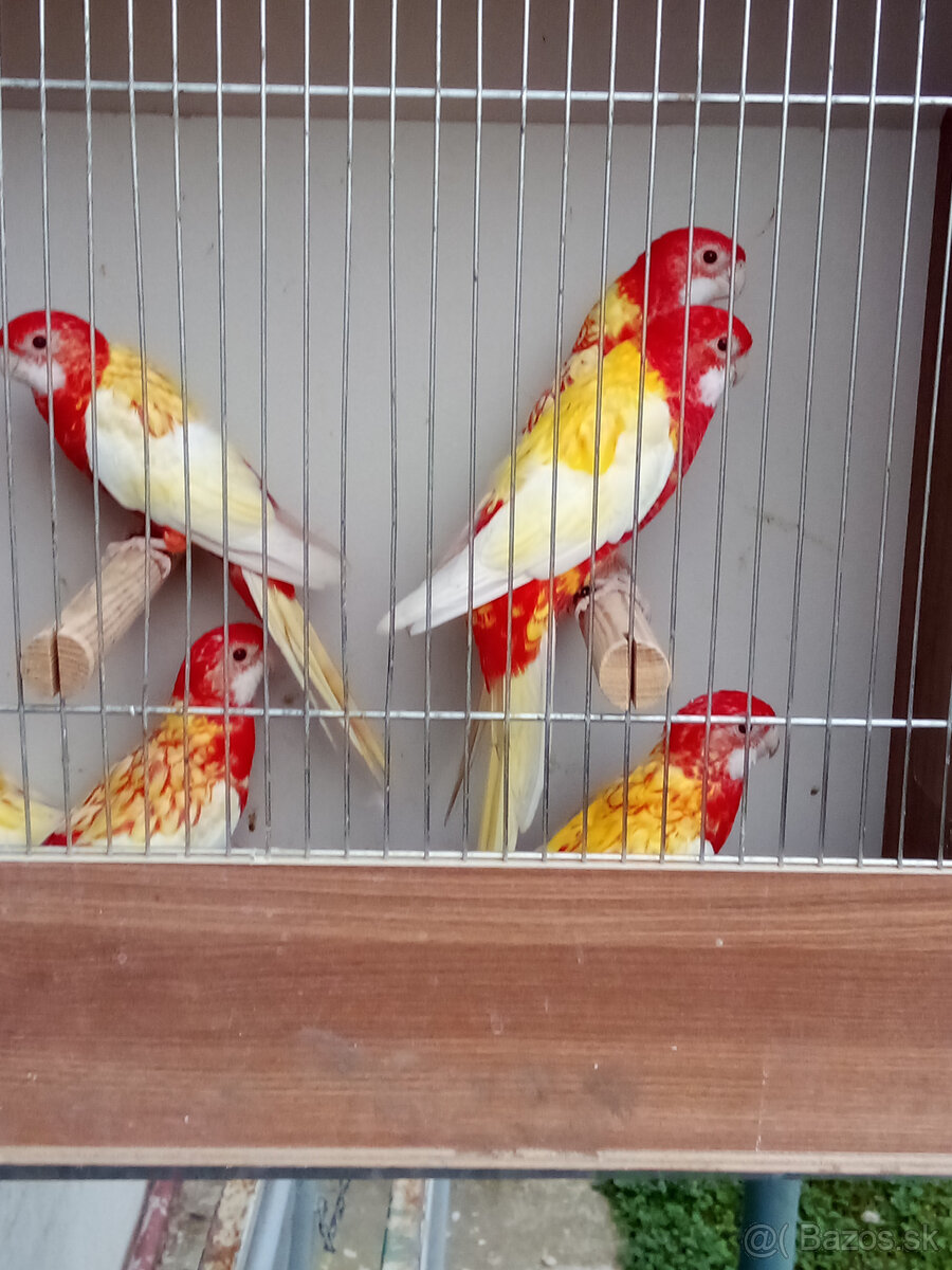 Rozela pestrá rubino - 2