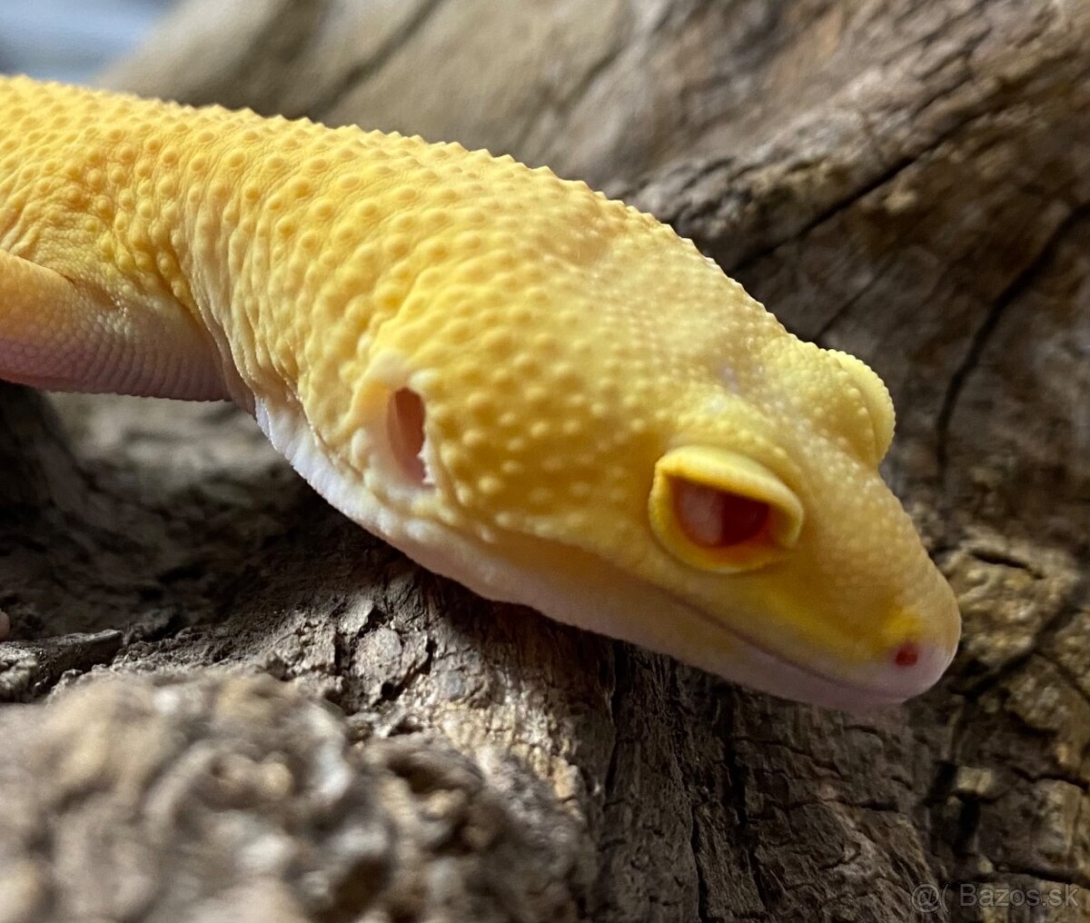 Gekončík nočný - 2