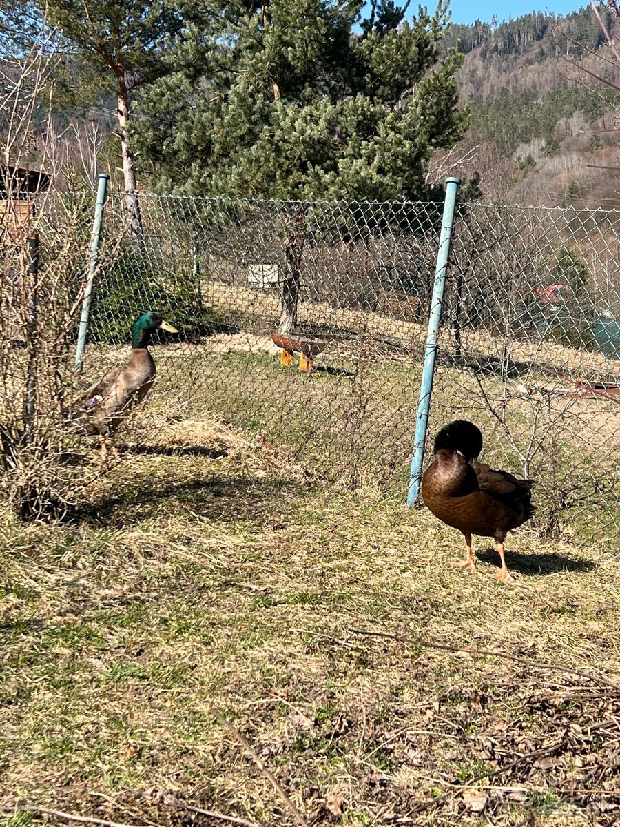 Káčer hľadá ženu - 2