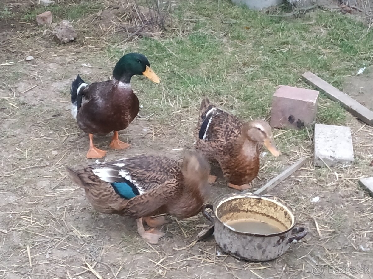 Ruánsky káčer - 2