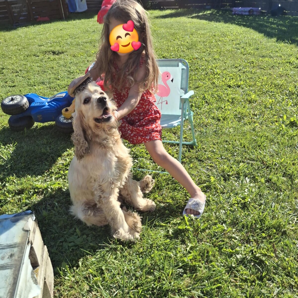 Predám psa - americký kokršpaniel - 2