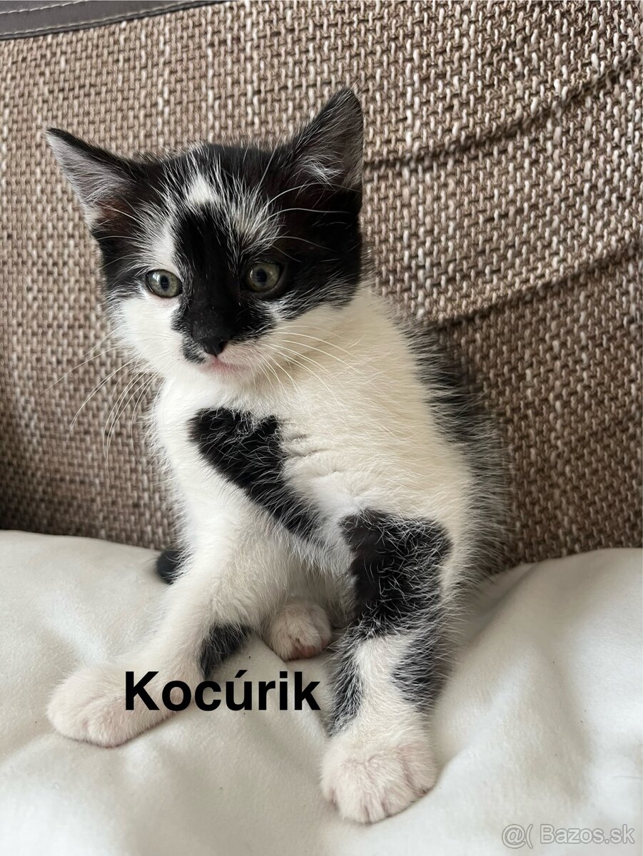 Darujem 3 mačiatka - 2