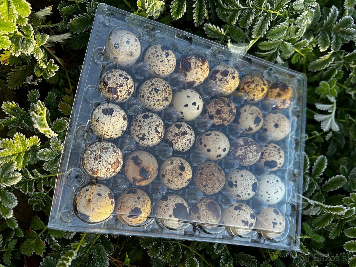 🟡 PREPELIČIE NÁSADOVÉ VAJÍČKA 🟡 - 2