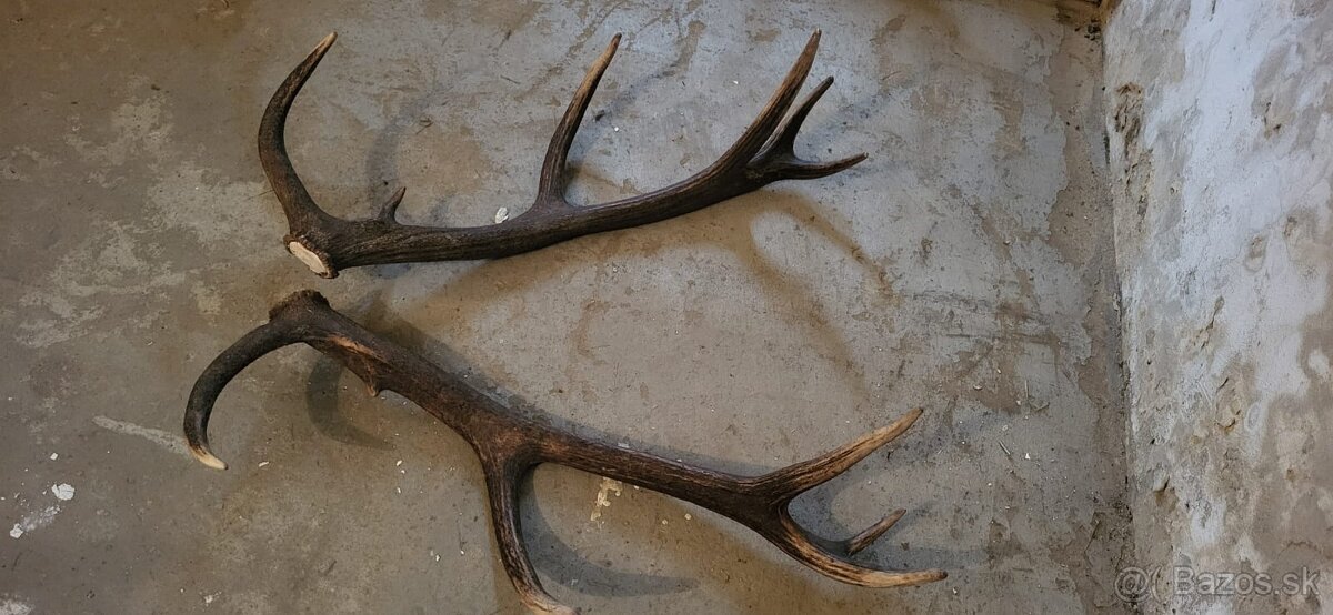 Jelenia parka.parohy.zhody - 2